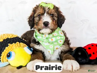 Bernedoodle dogs for sale: Prairie - Ad 3