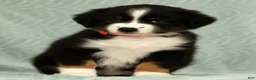 Australian Shepherd dogs for sale: Charlie - Ad 8