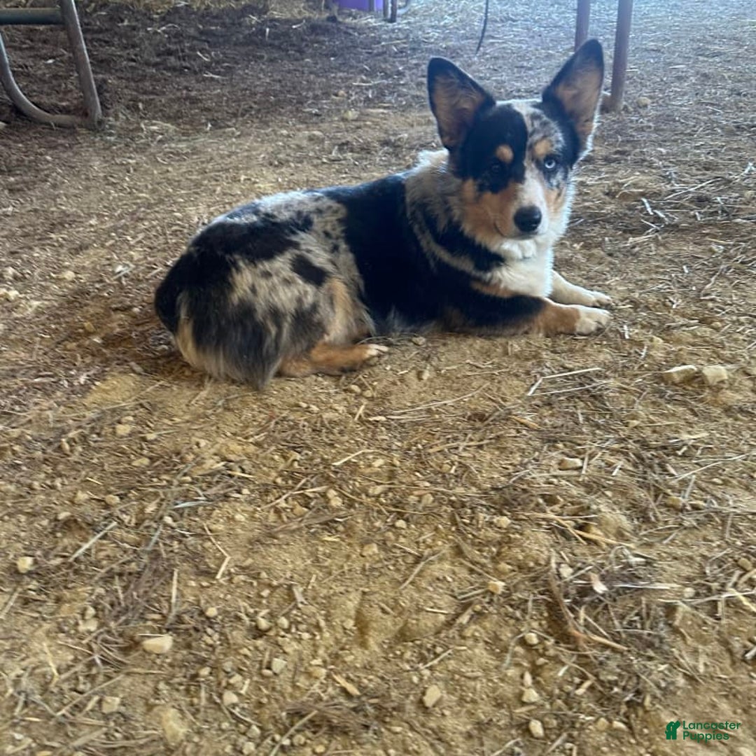 Welsh Corgi Pembroke dogs for sale: Brutus - Ad 7