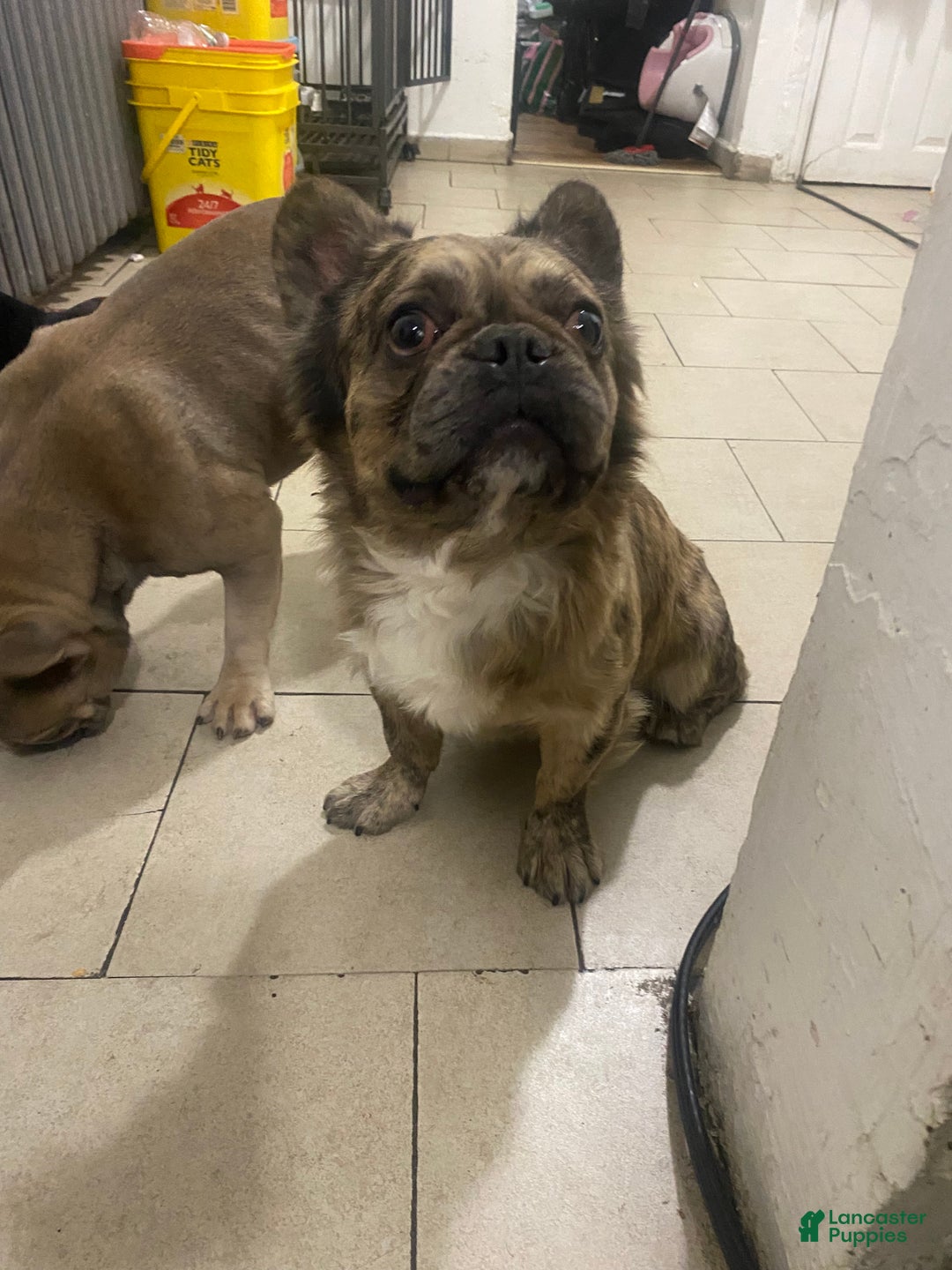 French Bulldog dogs for sale: French Bulldog Puppy 1 - Ad 3