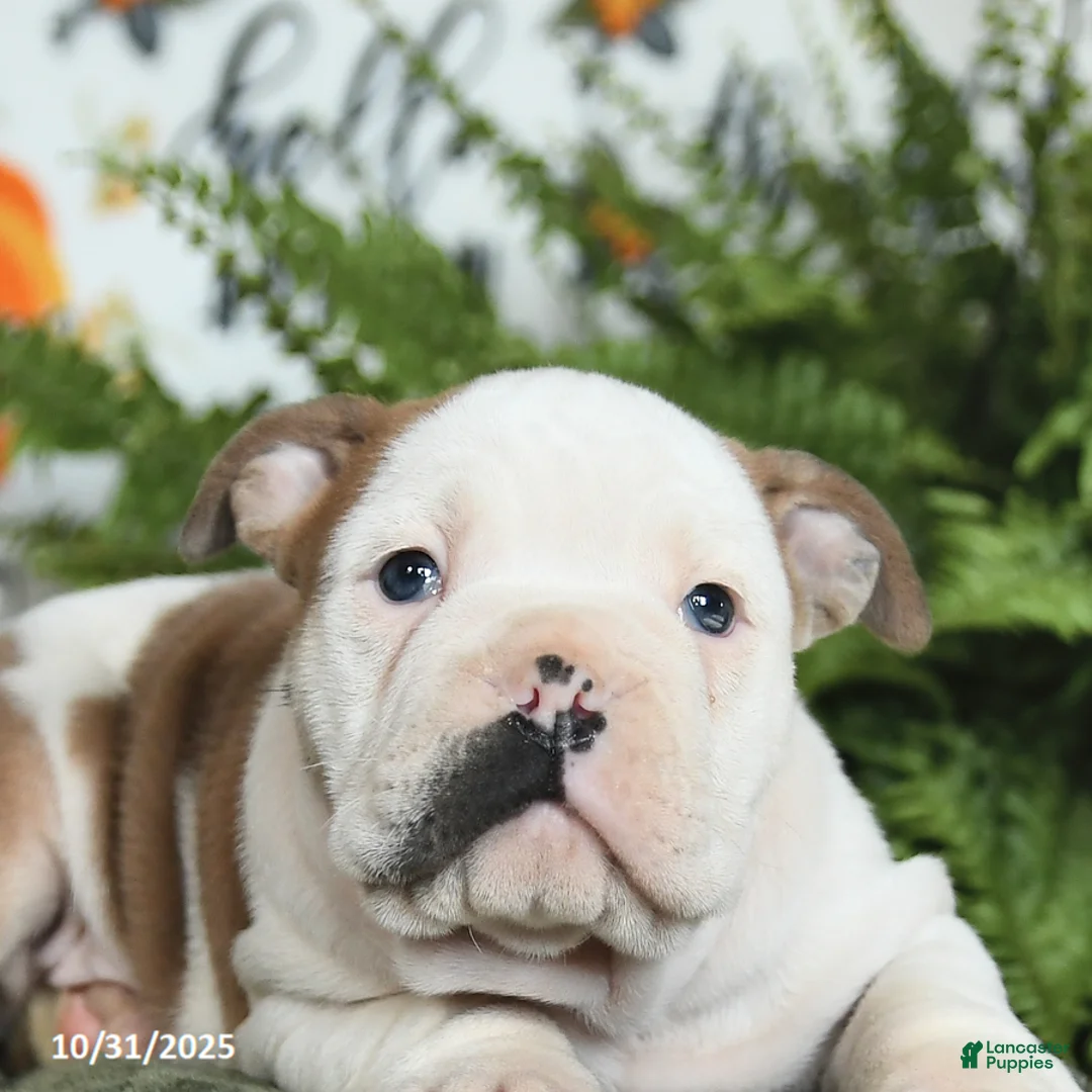 Mixed Breed dogs for sale: Max - Ad 6