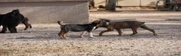Mixed Breed dogs for sale: Doberdane Tri-color F - Ad 2