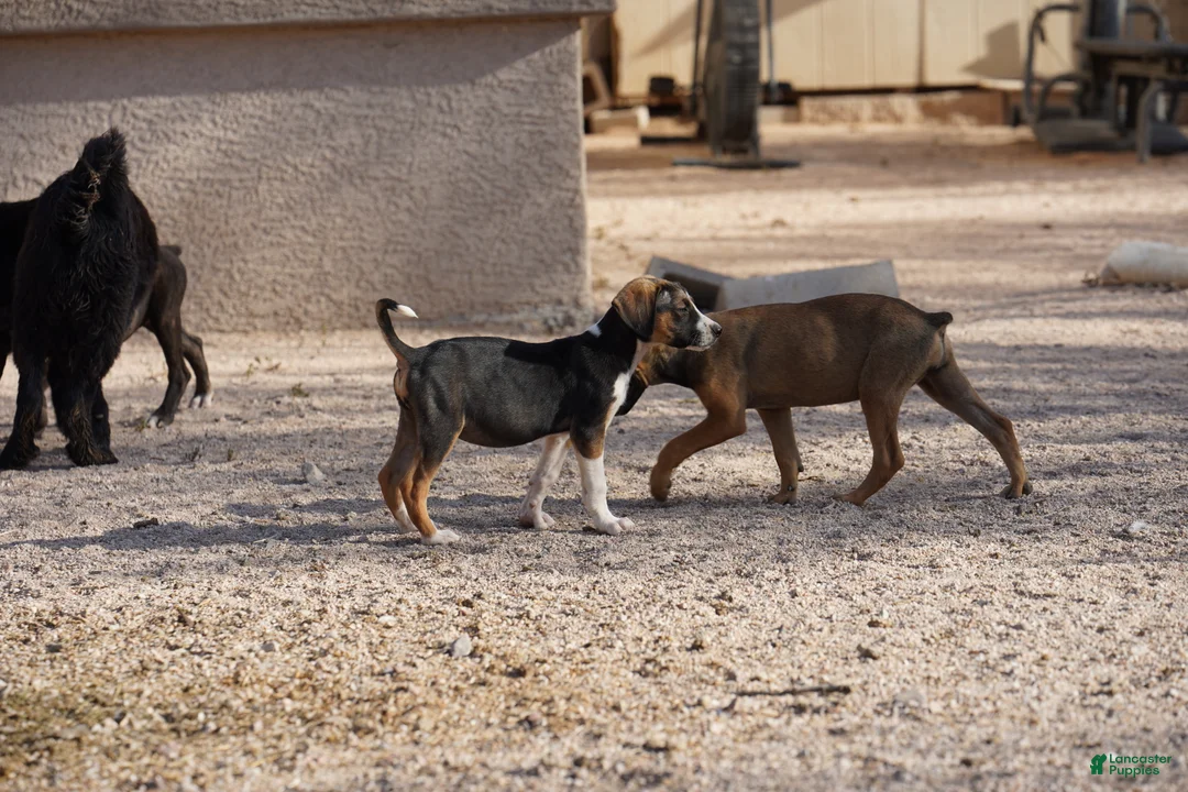 Mixed Breed dogs for sale: Doberdane Tri-color F - Ad 2