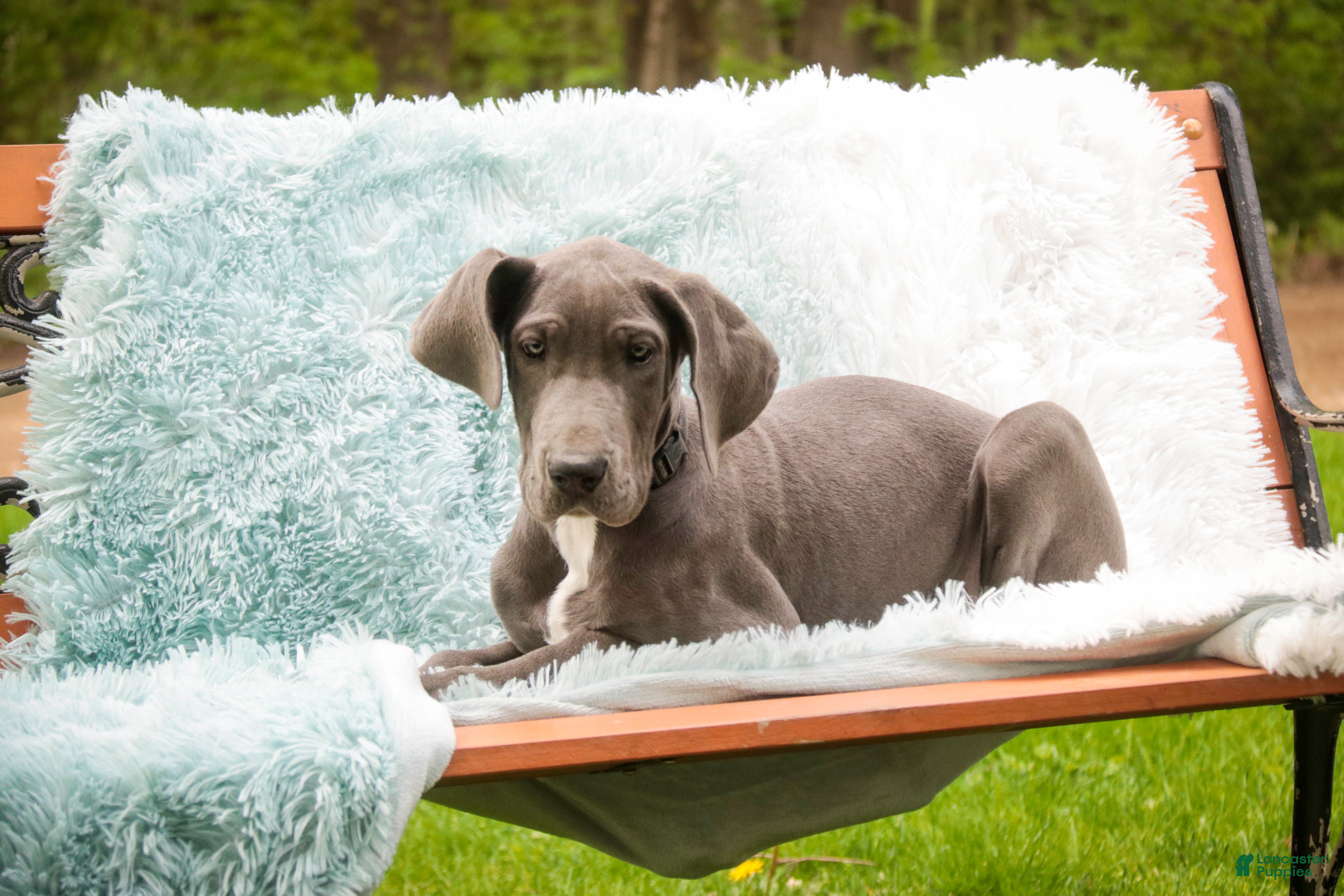Great Dane dogs Winifred - Ad 2