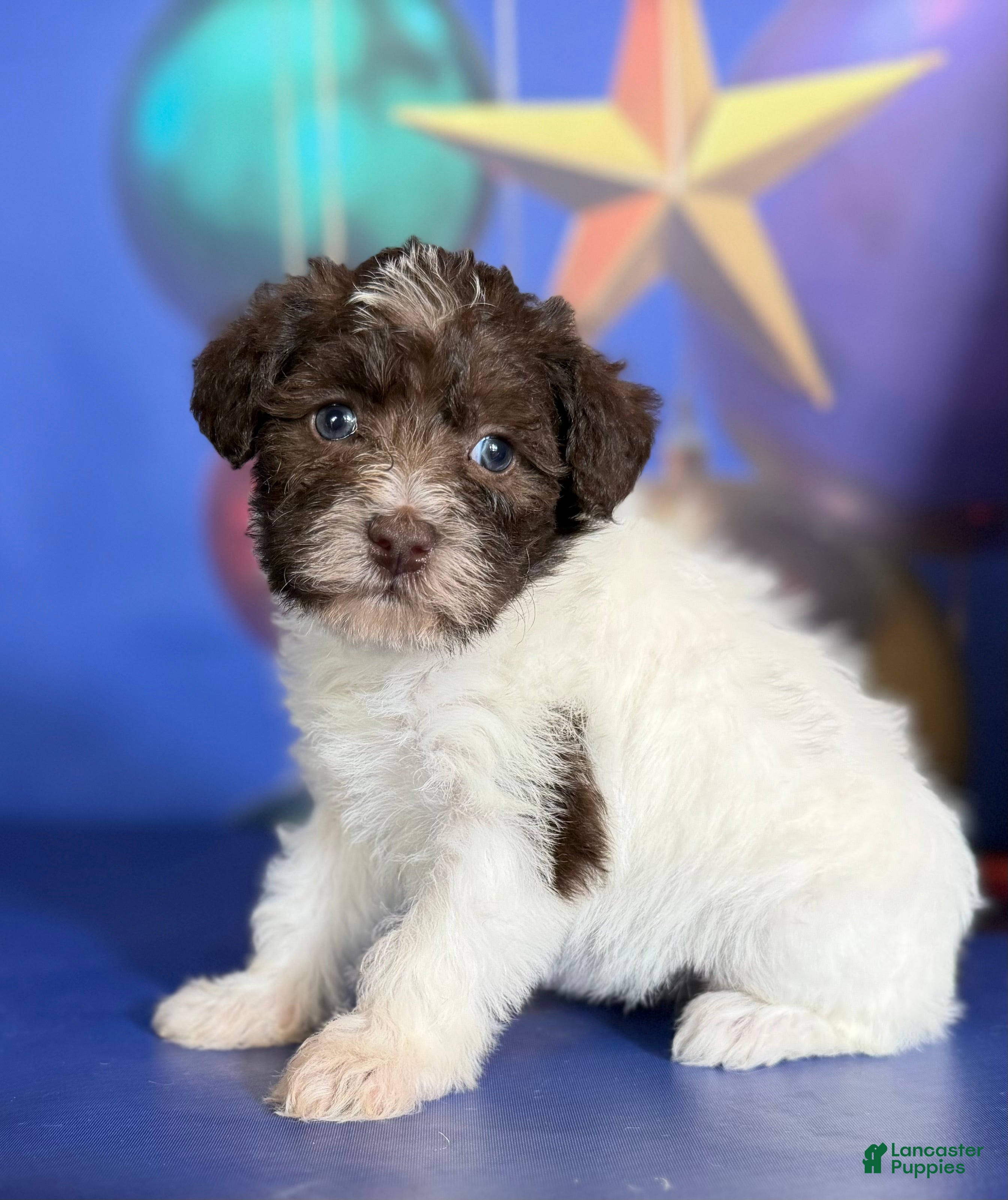 Mixed Breed dogs Brandy - Ad 1