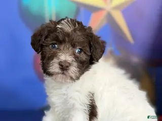 Schnoodle dogs Brandy - Ad 3