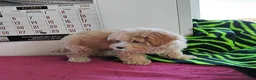 Maltipoo dogs for sale: Brittany - Ad 5