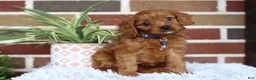 Cavapoo dogs for sale: Forrest - Ad 10