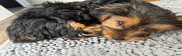 Yorkshire Terrier dogs for sale: Yorkshire Terrier Korra (female) - Ad 2