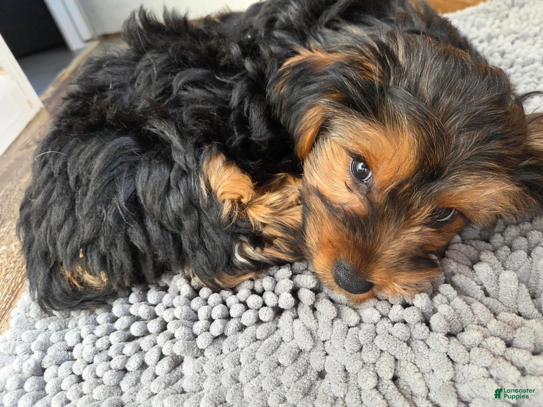 Yorkshire Terrier dogs for sale: Yorkshire Terrier Korra (female) - Ad 2