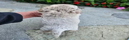 Bichpoo dogs for sale: Willow - Ad 5