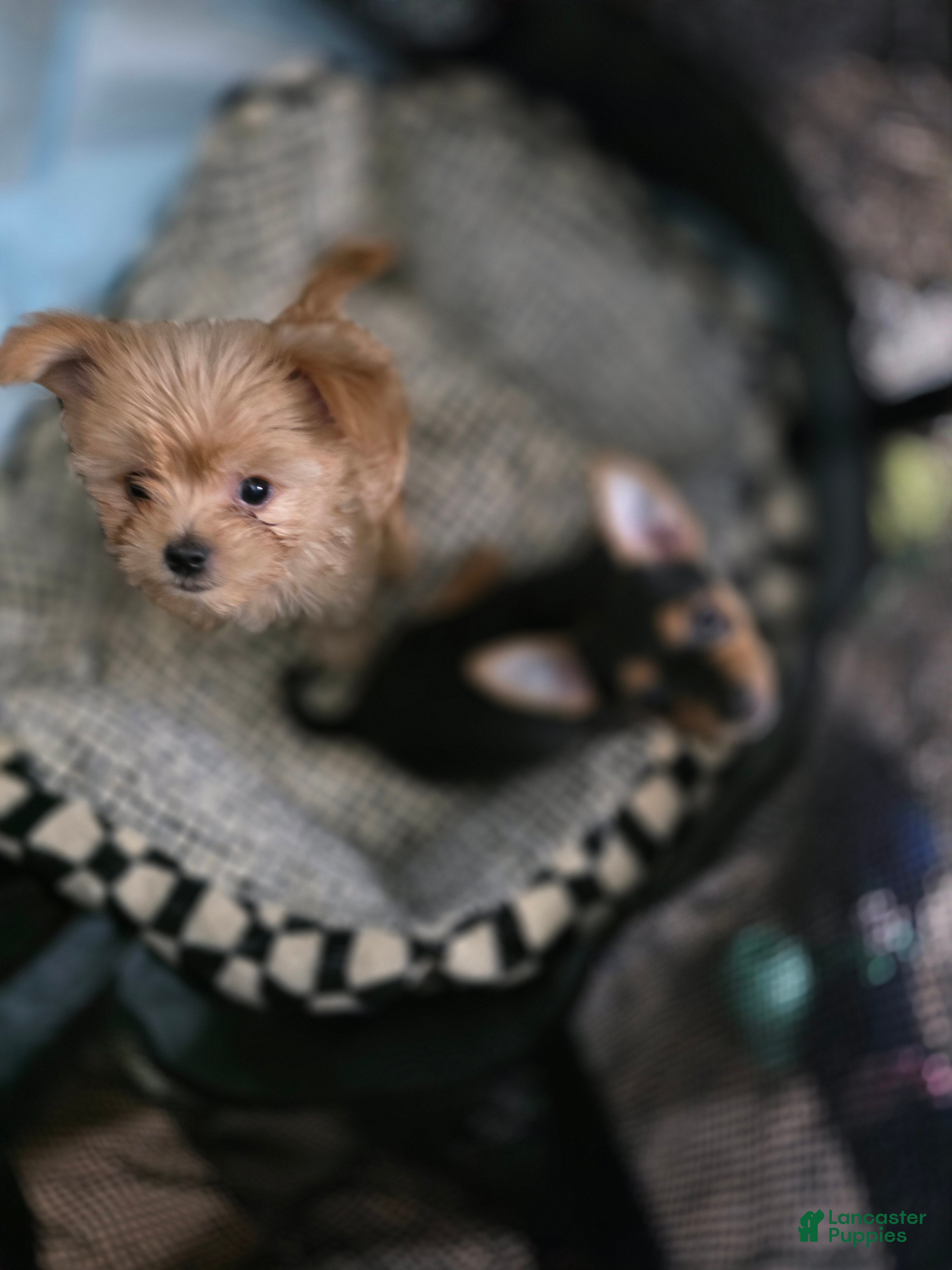 Chorkie dogs Brownie - Ad 2
