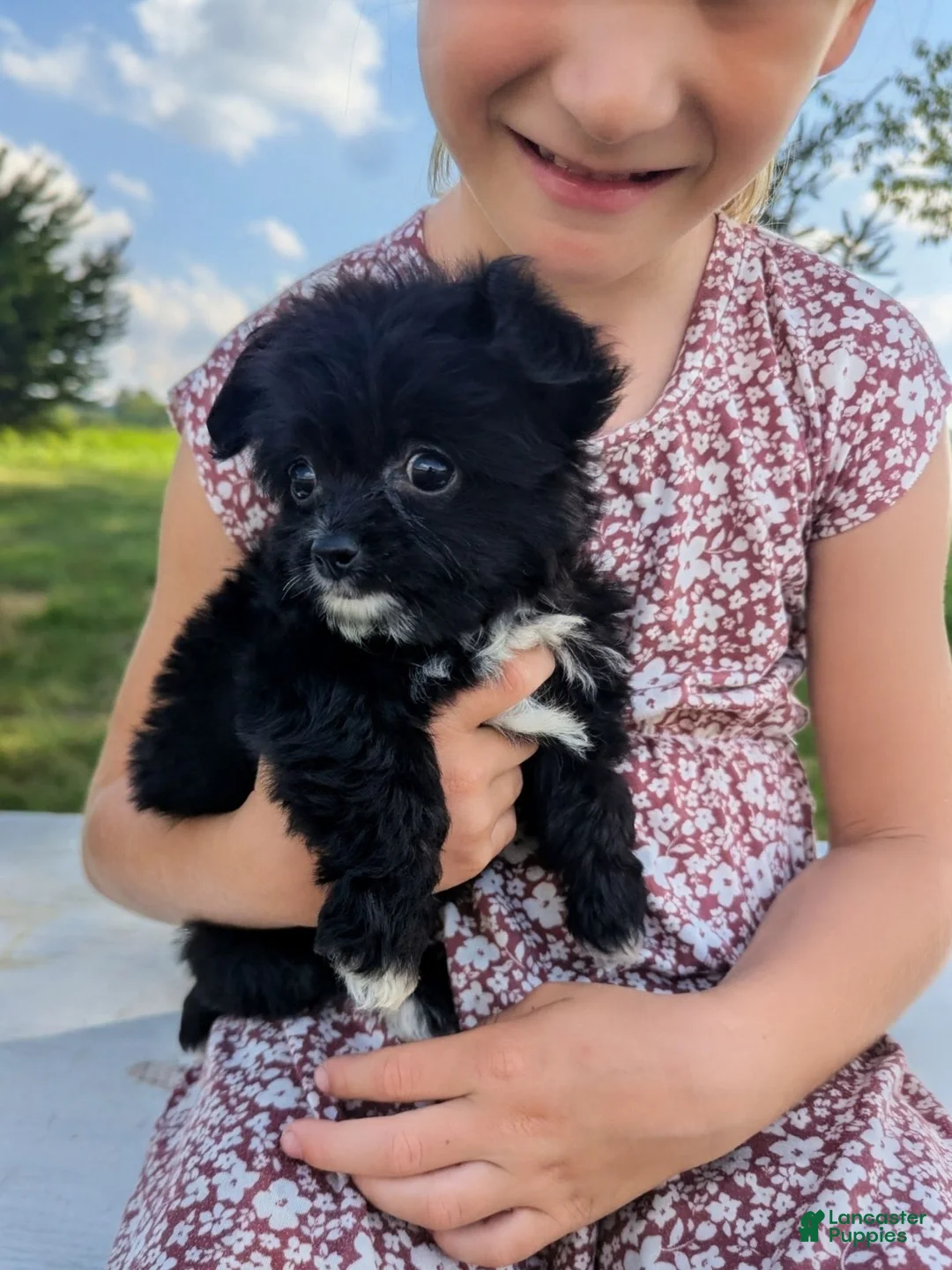 Chipoo dogs for sale: Eric - Ad 1