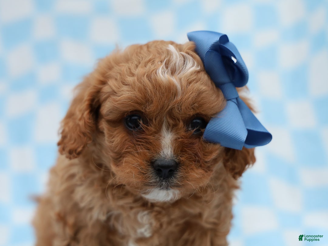 Cavapoo dogs for sale: Perry Cavapoo Puppy - Ad 4