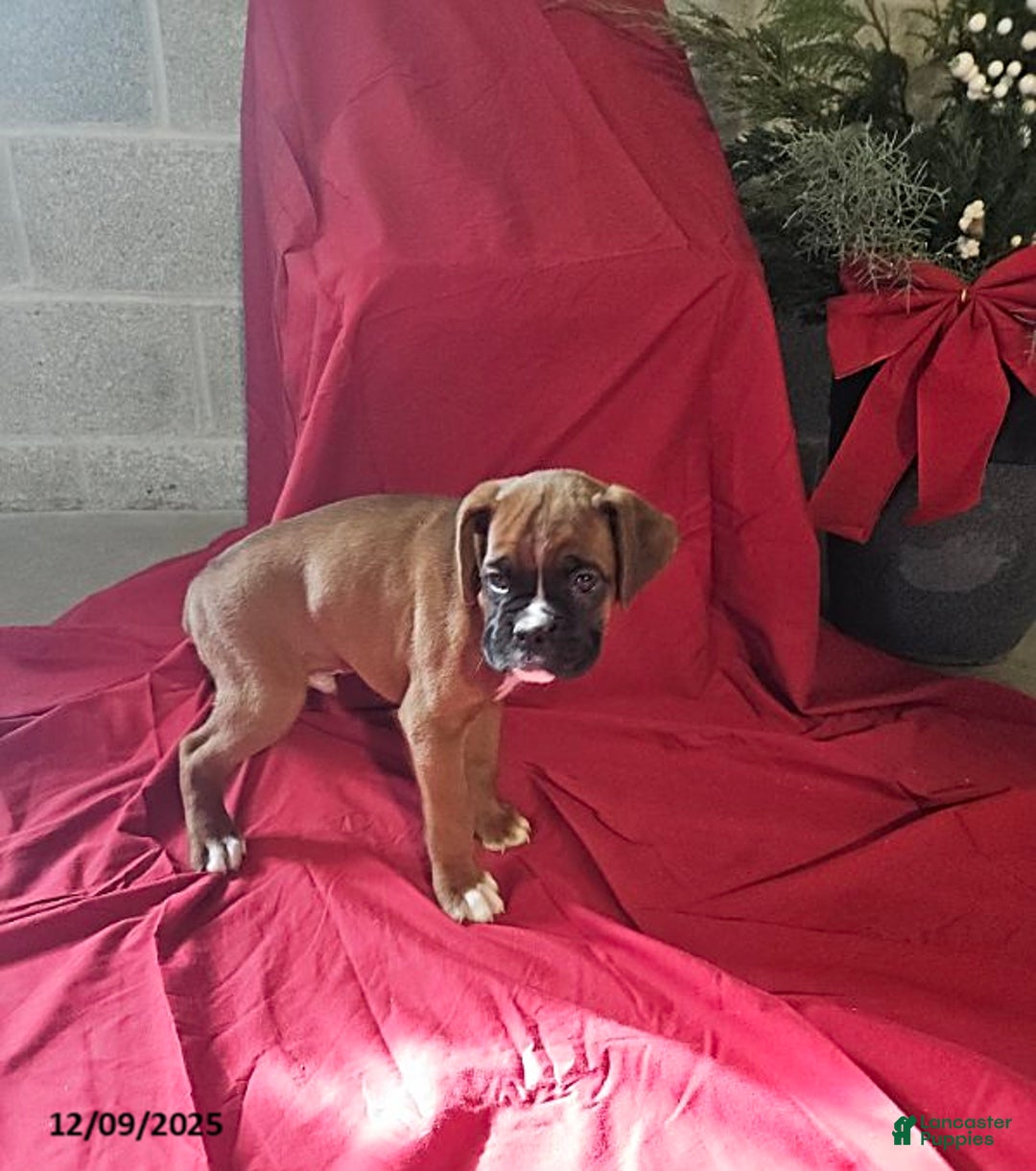 Boxer dogs for sale: Dasher - Ad 2