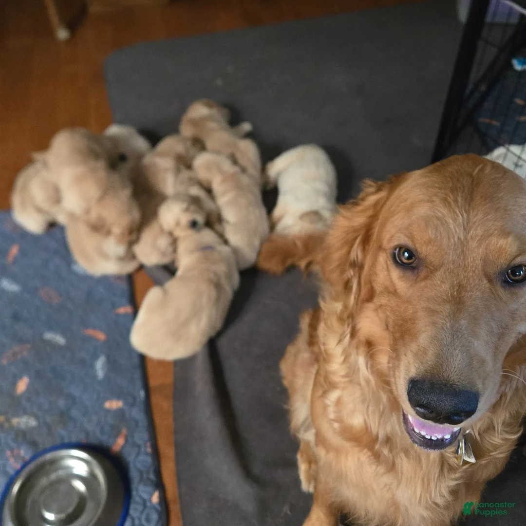 Golden Retriever dogs for sale: Golden Retriever Puppy 1 - Ad 3