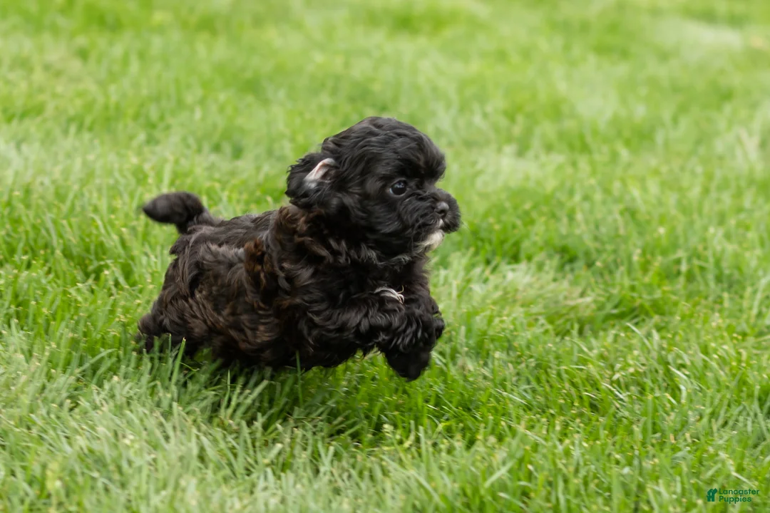Shihpoo dogs for sale: Ida - Ad 7