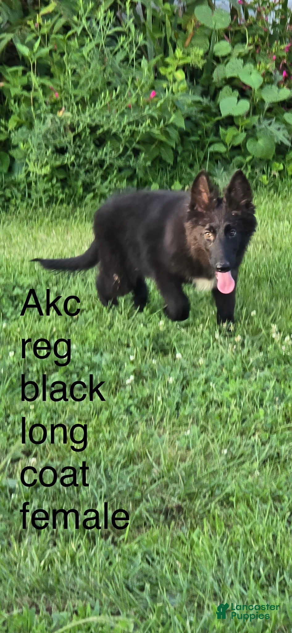 German Shepherd dogs Aurora  - Ad 2