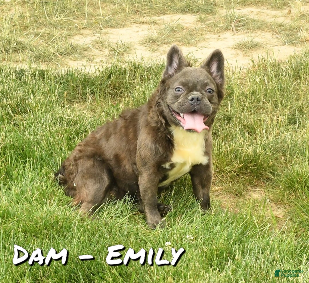 French Bulldog dogs for sale: Hank - Ad 10