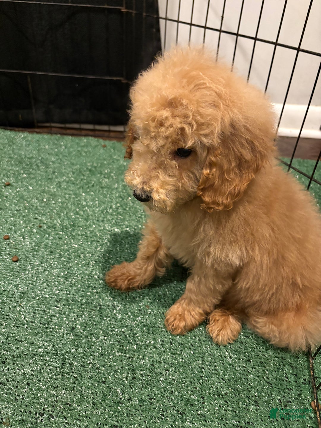 Miniature Poodle dogs for sale: Sonny - Ad 3