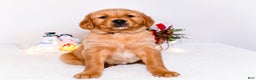 Golden Retriever dogs for sale: Dakoda - Ad 5