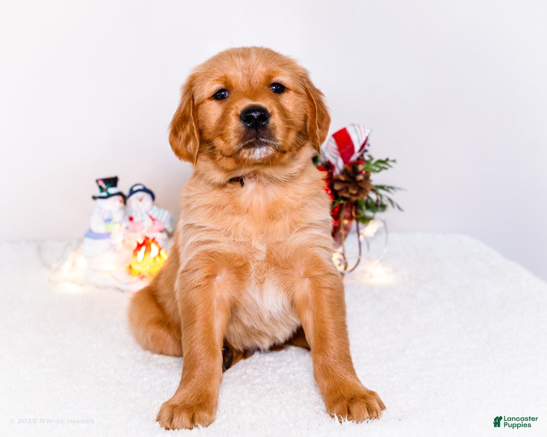 Golden Retriever dogs for sale: Dakoda - Ad 5
