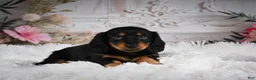 Miniature Dachshund dogs for sale: AKC-Alice - Ad 4