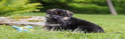 German Shepherd dogs for sale: German Shepherd 1 - Ad 2