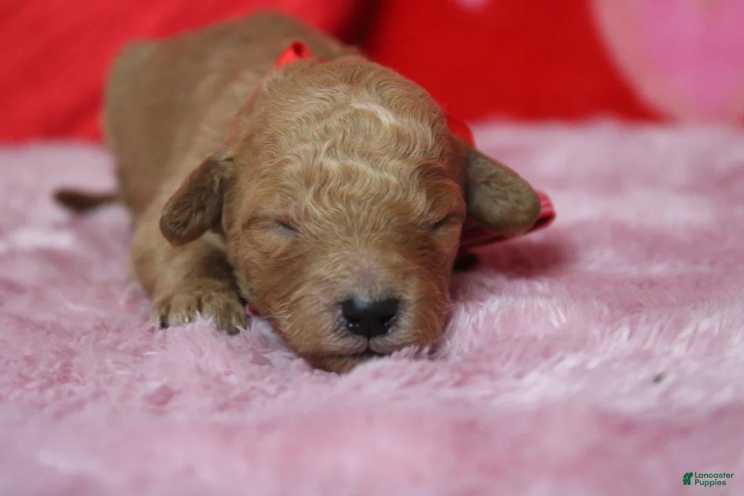 Goldendoodle dogs for sale: Crush  - Ad 3