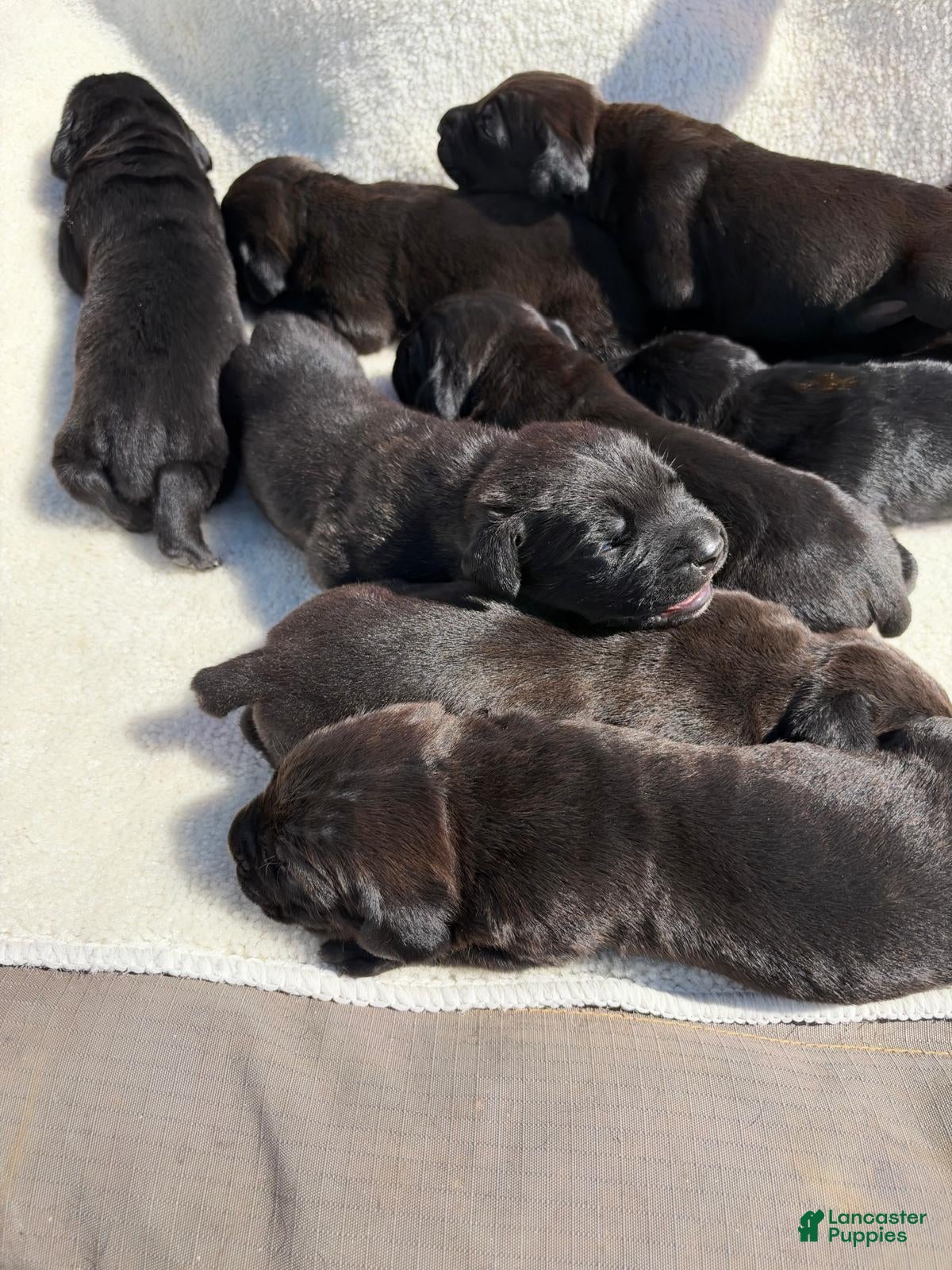 Cane Corso dogs Cane Corso 1 - Ad 1