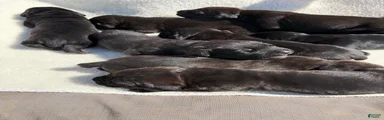 Cane Corso 1