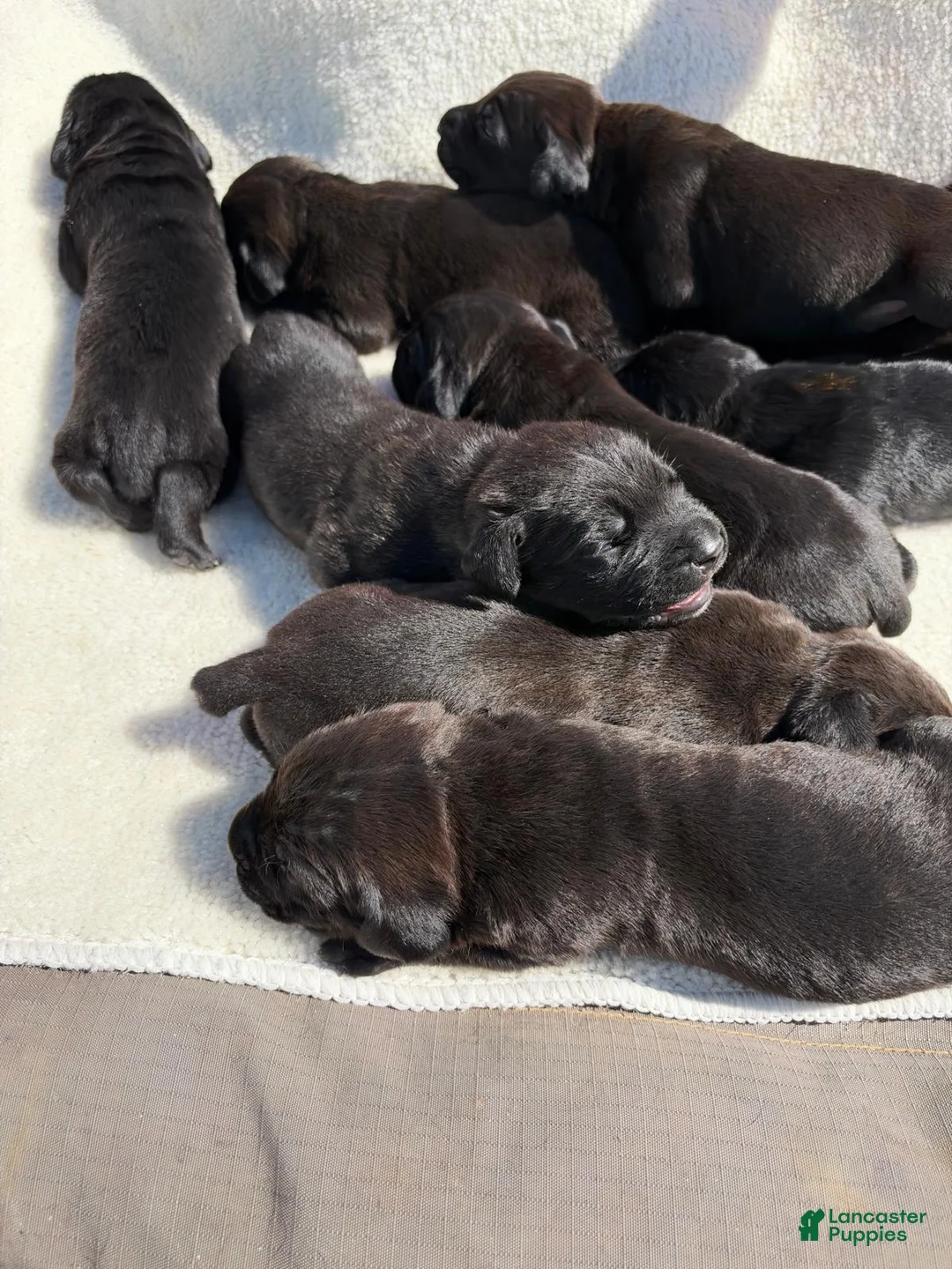 Cane Corso dogs for sale: Cane Corso 1 - Ad 1
