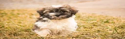 Havanese dogs for sale:  Snickerdoodle - Ad 10