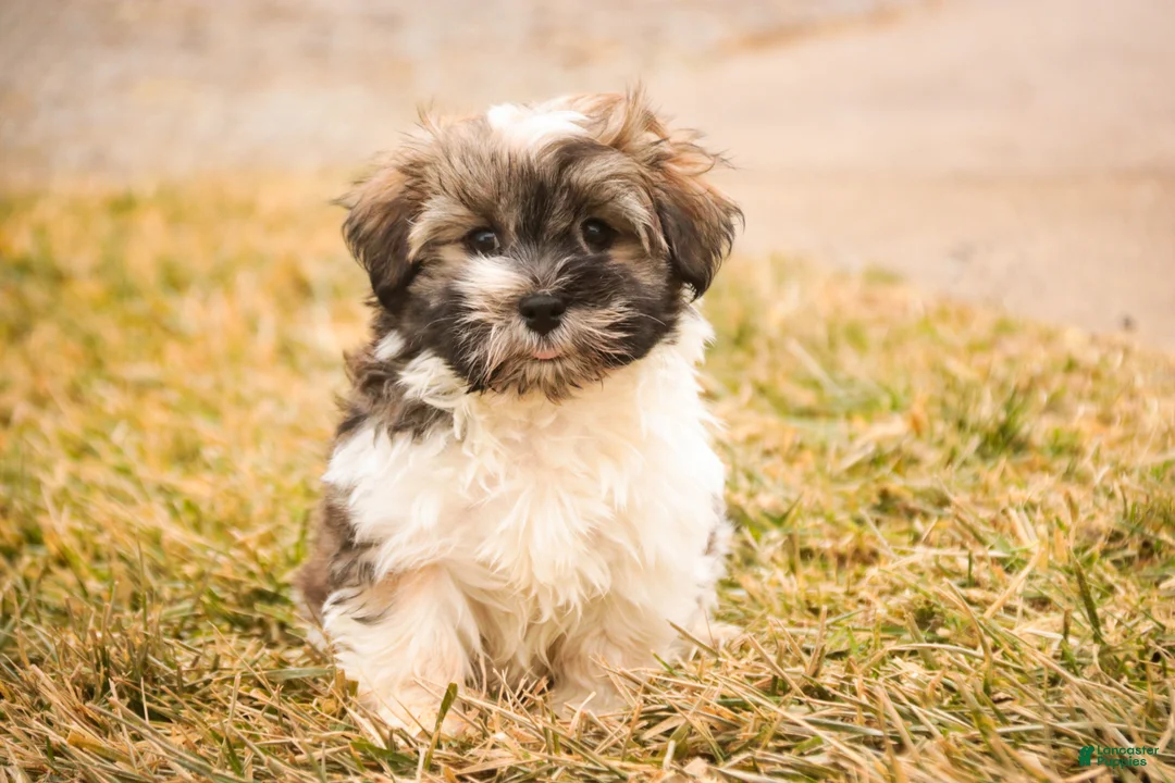 Havanese dogs for sale:  Snickerdoodle - Ad 10