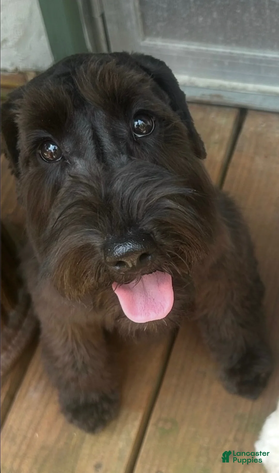 Schnauzer dogs for sale: Schnauzer 3 - Ad 2
