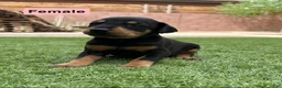 Doberman Pinscher dogs for sale: Jessica M1 - Ad 2