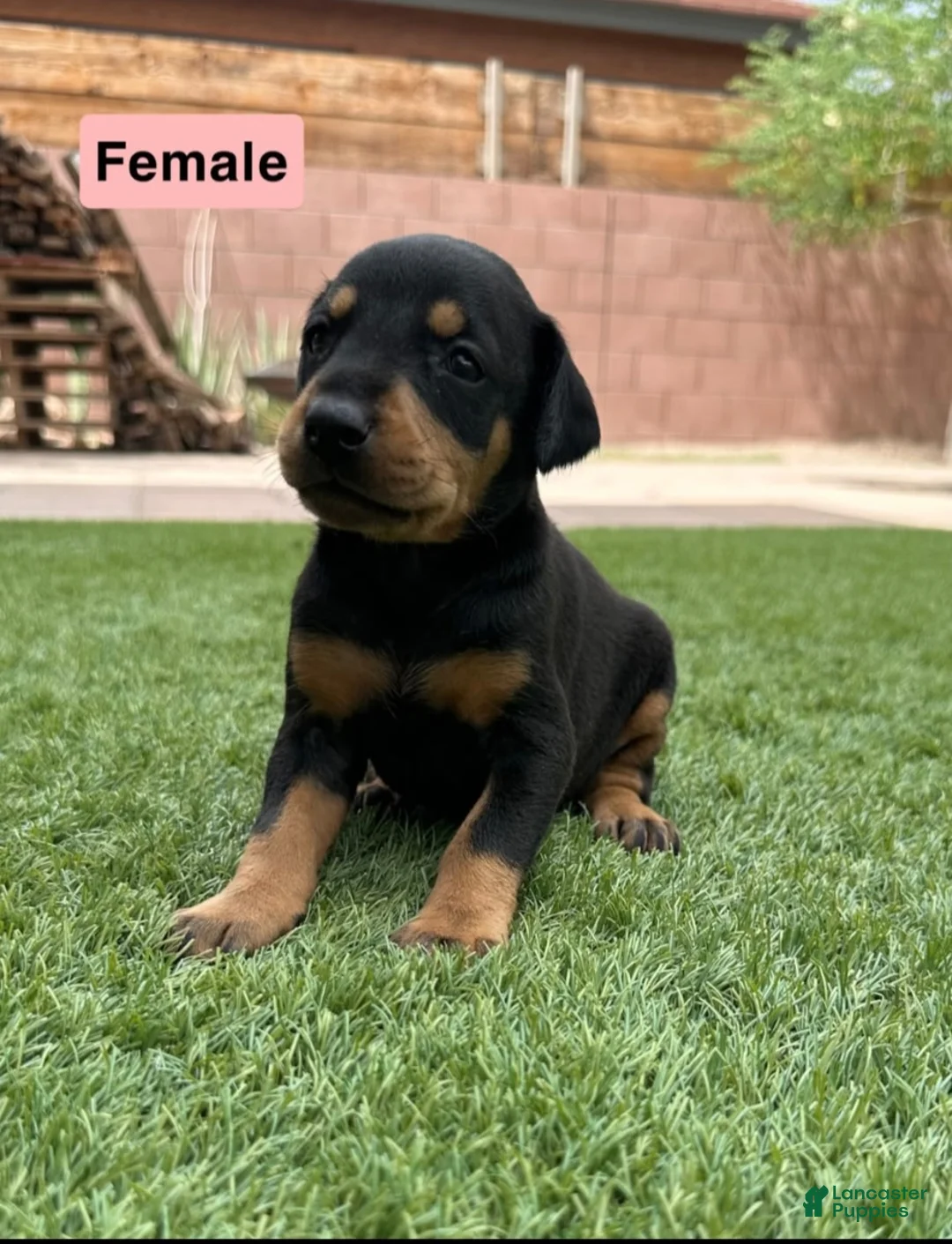 Doberman Pinscher dogs for sale: Jessica M1 - Ad 2