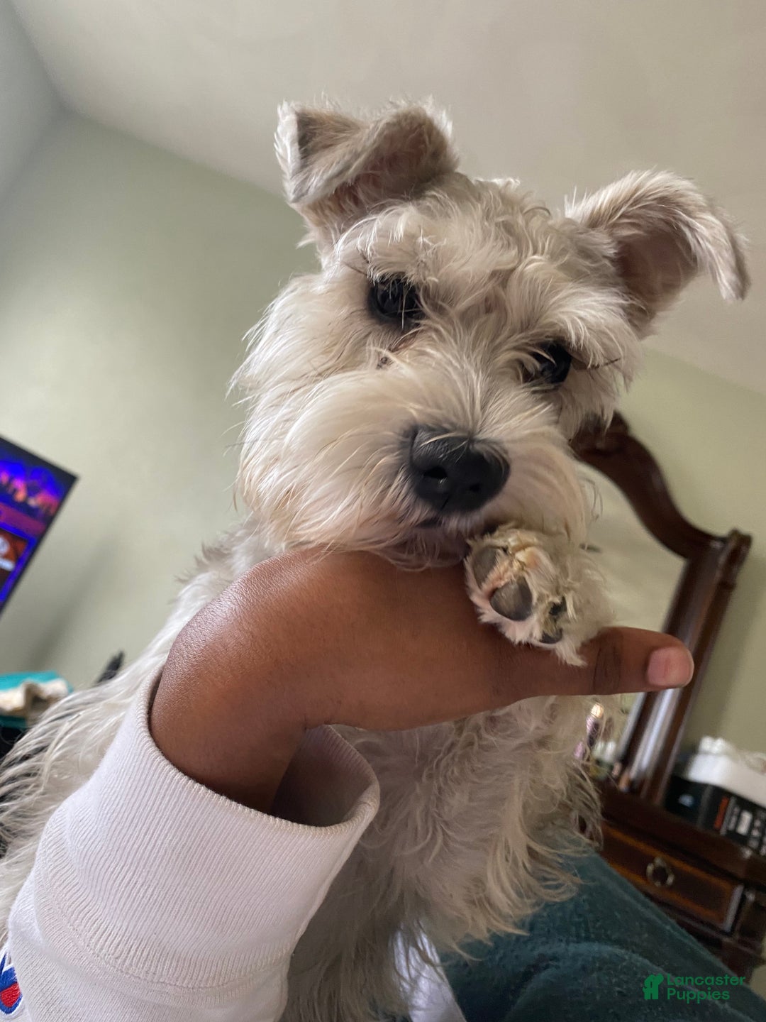 Newborn Merle Schnauzer Newborn Mini Schnoodle Puppies Golden