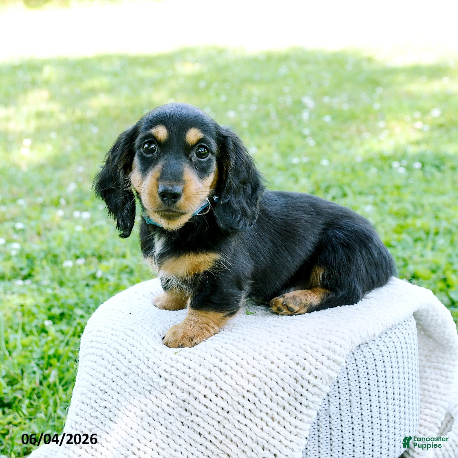 Miniature Dachshund dogs Darcy - Ad 1