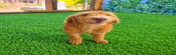 Labradoodle dogs for sale: Honey - Ad 3