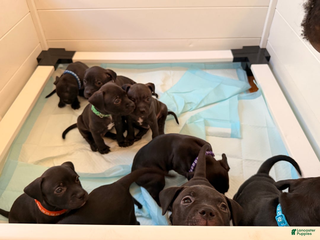 Mixed Breed dogs for sale: Pup Orange - Ad 8