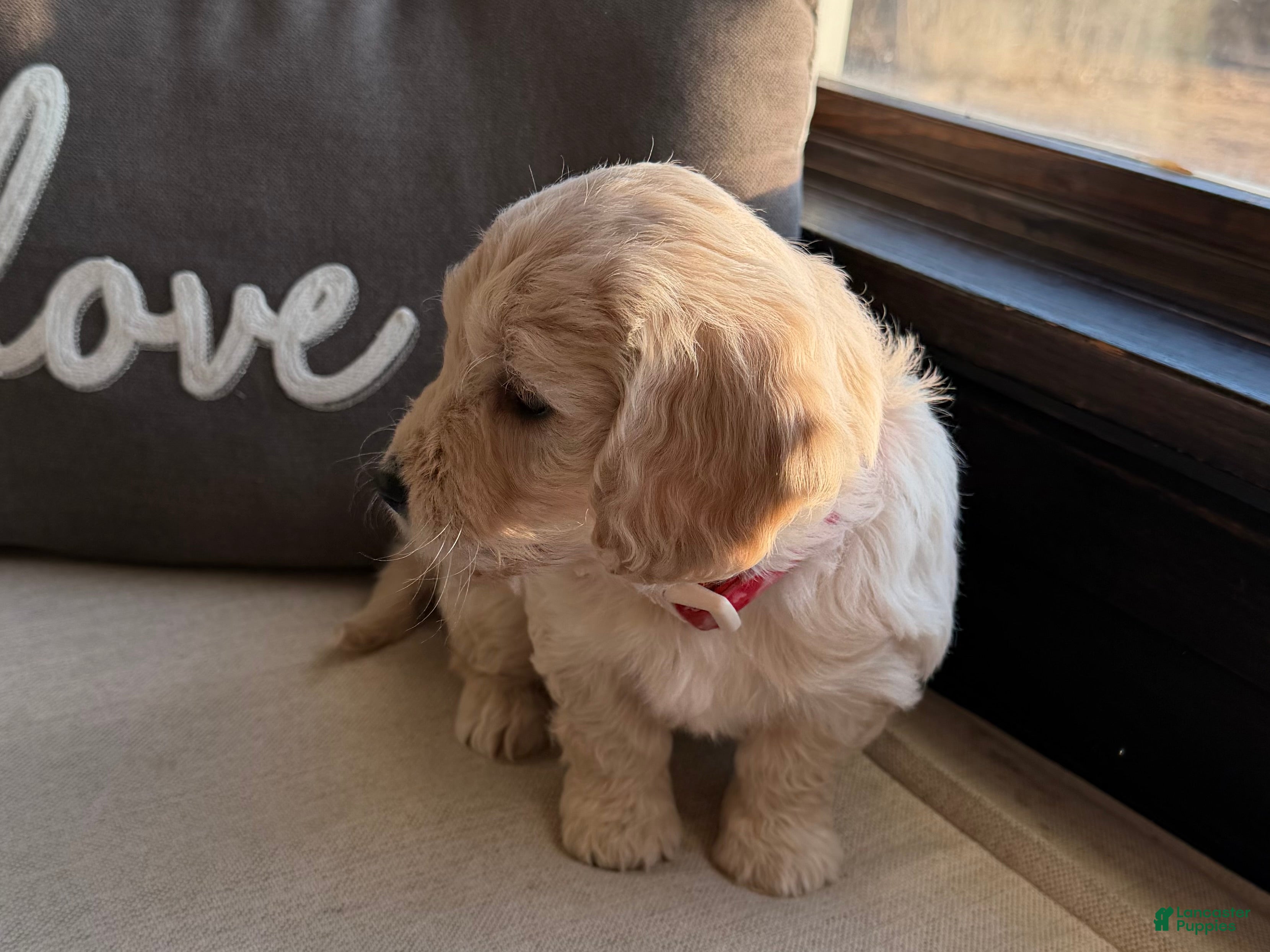 Mini Goldendoodle dogs Holly - Ad 1