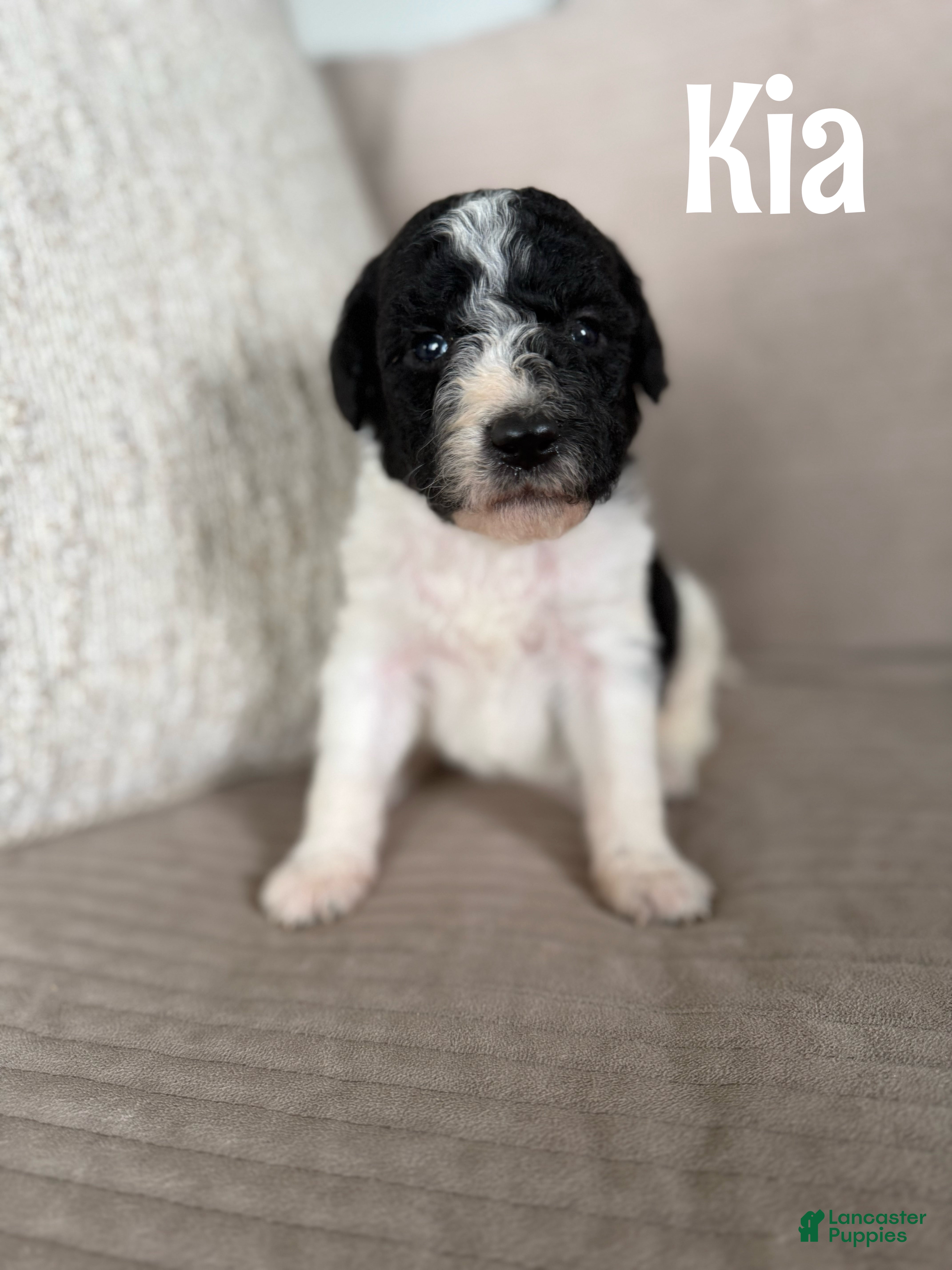 Labradoodle dogs Kia - Ad 1