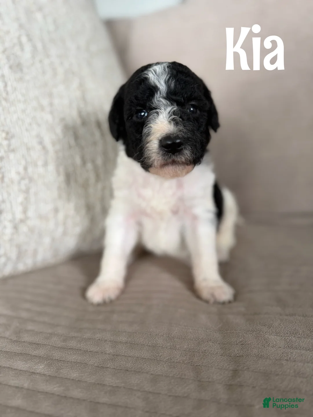 Labradoodle dogs for sale: Kia - Ad 1