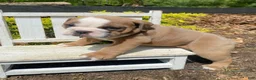 English Bulldog dogs for sale: Susie - Ad 8