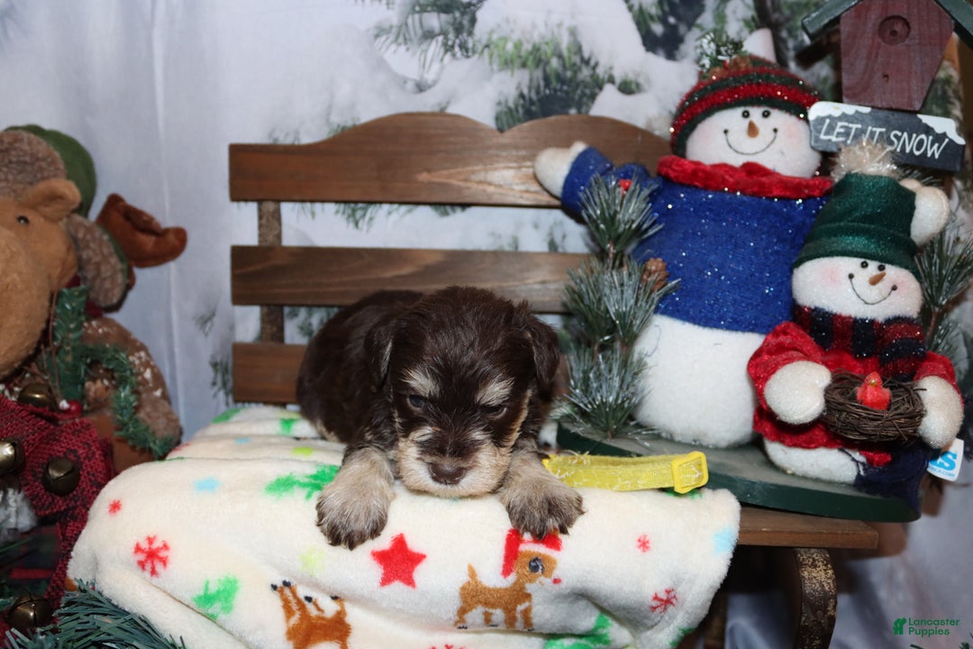 Miniature Schnauzer dogs for sale: stella - Ad 2