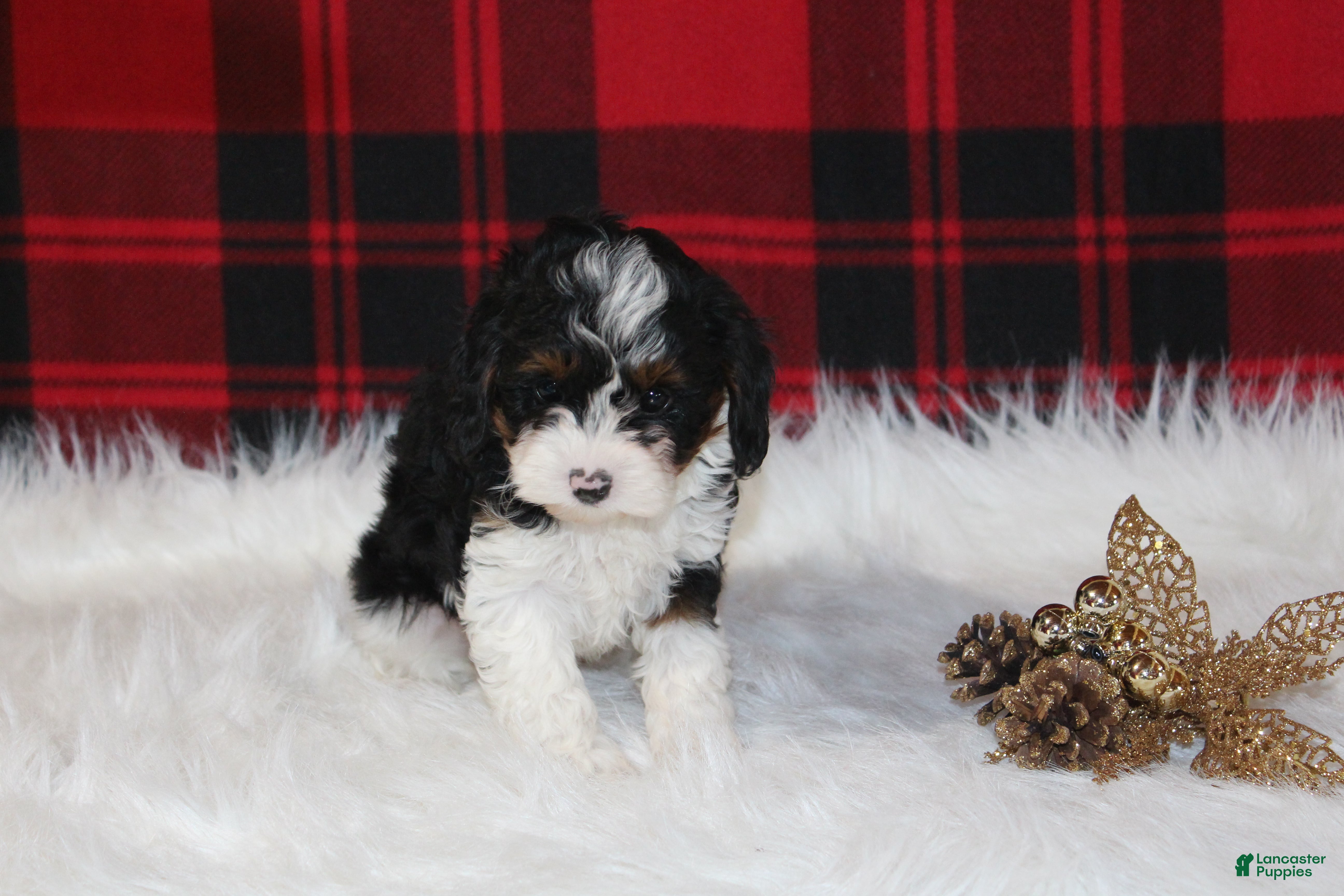 Cavapoo dogs Joy - Ad 32