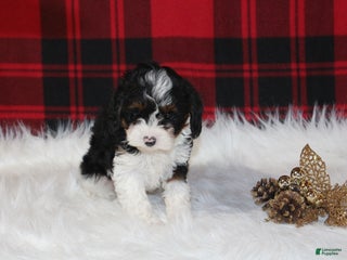 Cavapoo dogs Joy - Ad 3