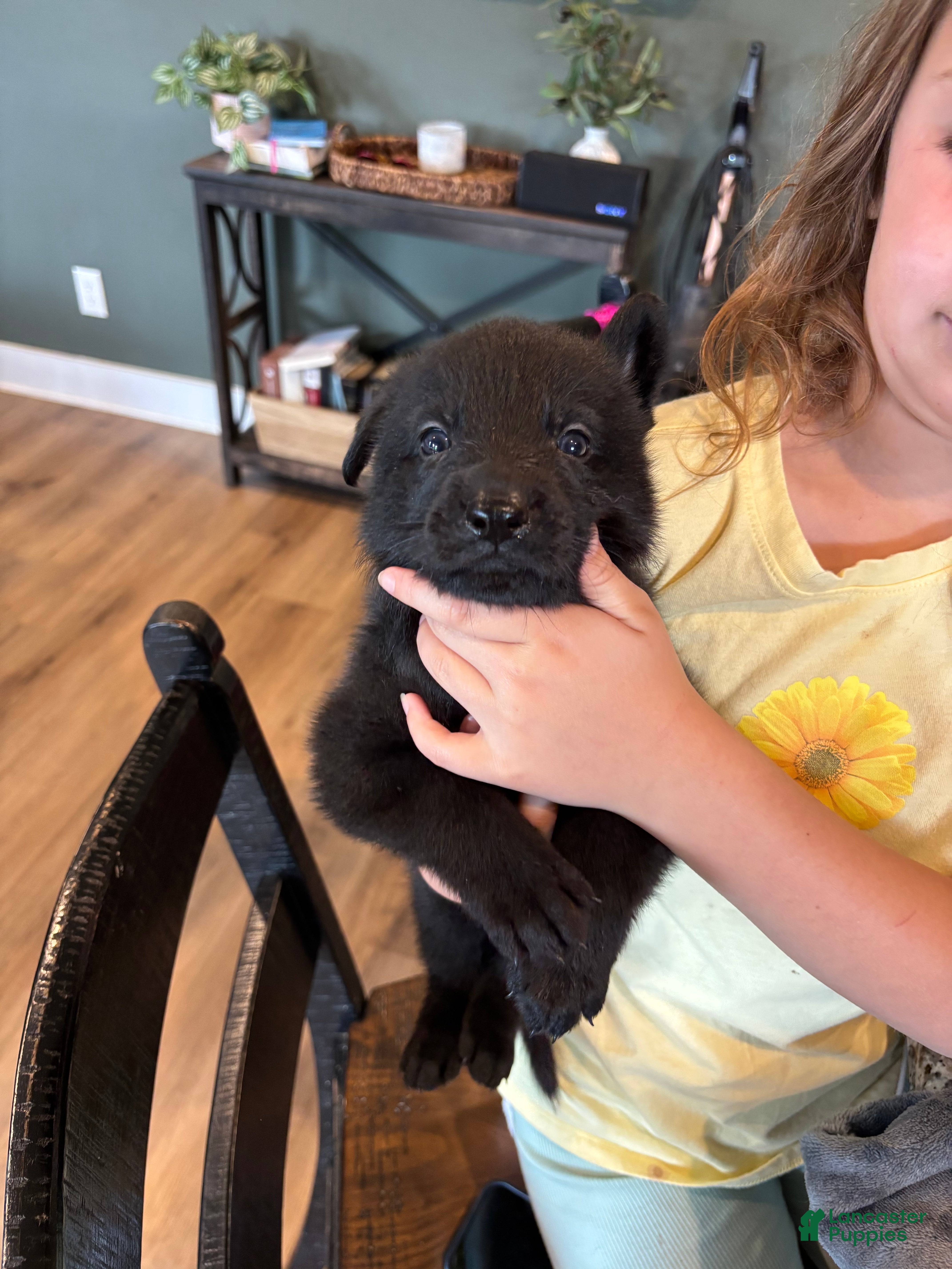 German Shepherd dogs for sale: German Shepherd Puppy 1 - Ad 2