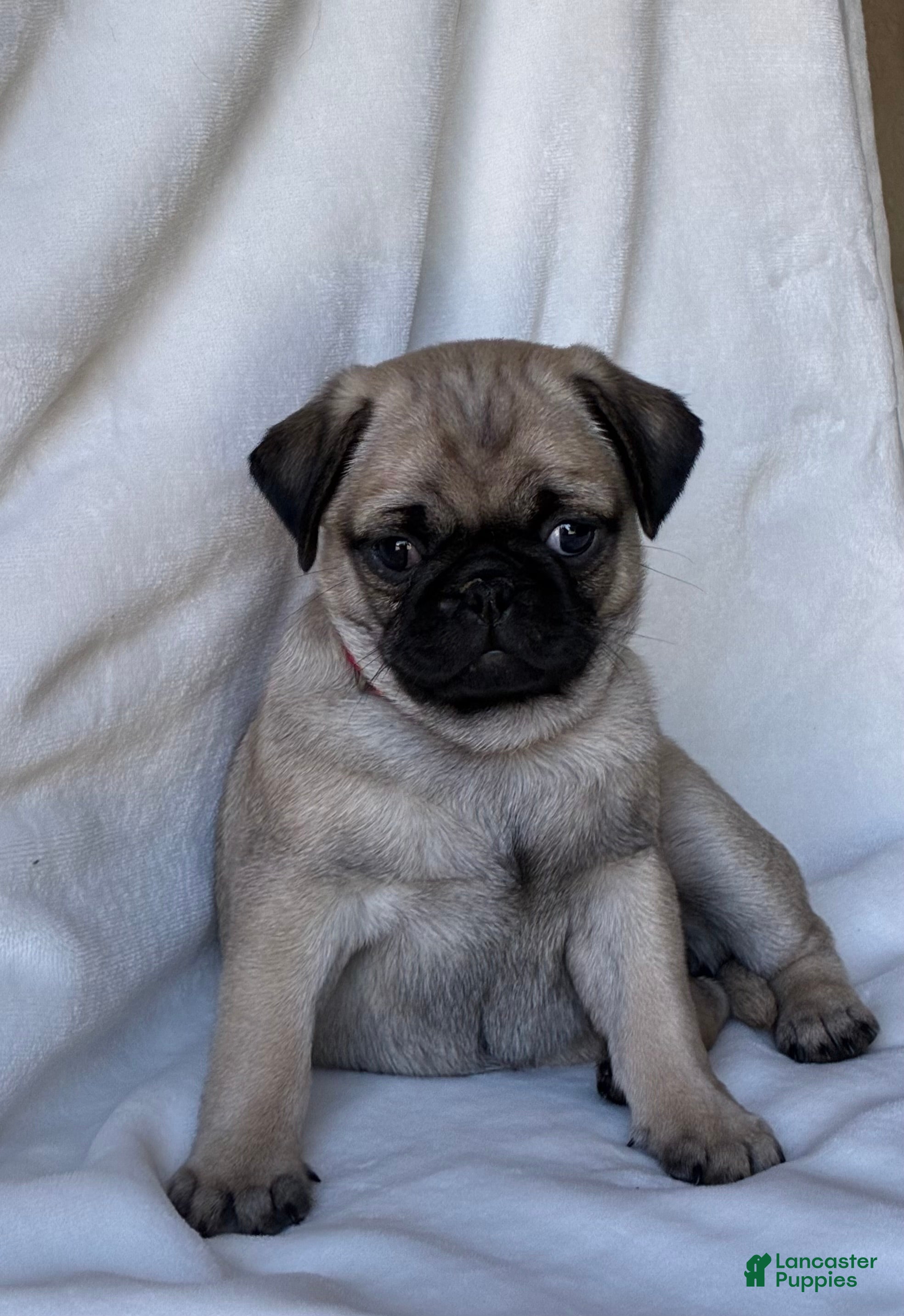 Pug dogs Bella - Ad 2